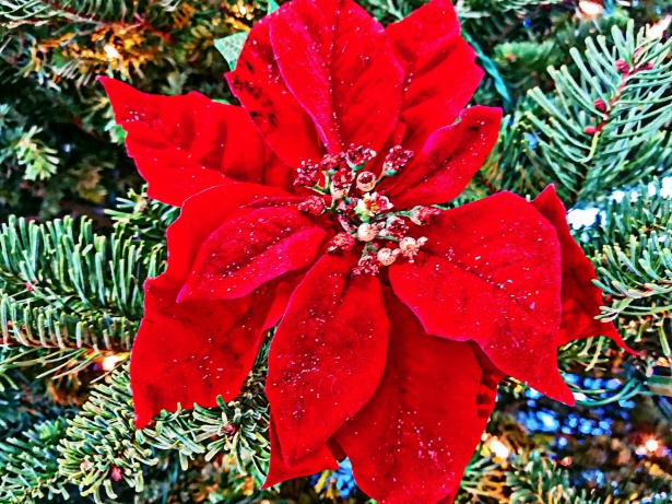 Poinsettia Flower In Christmas Tree Free Stock Photo - Public Domain ...