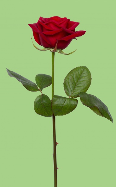 Trandafir Rosu Floare Poza Gratuite Public Domain Pictures