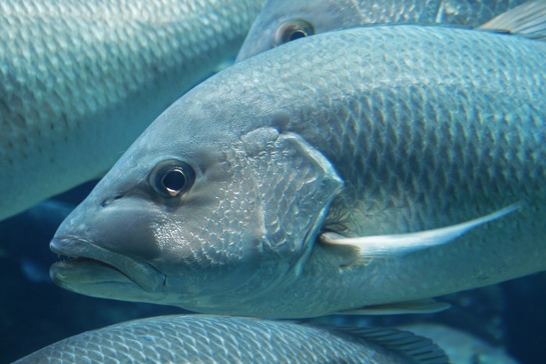 学校での銀の魚 無料画像 Public Domain Pictures
