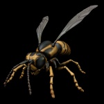 3d Wasp