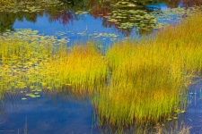 Acadia водно-болотные угодья