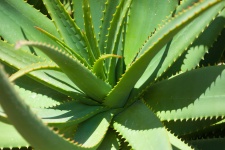 Aloe vera rostlina