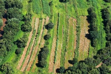 Arable Land From The Air