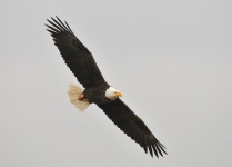 Bald Eagle in de lucht