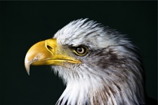 Retrato del águila calva
