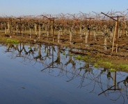 Bare Orchards Reflection