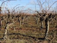 Bare Orchards
