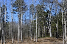 Baron Forest Trees