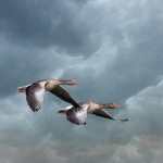 Ptáci Flying bouřlivé nebe
