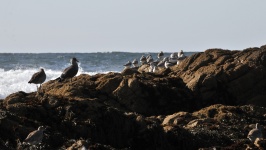 Birds On Rock At Sea