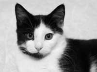 Fekete-fehér macska- monokróm