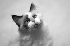 Retrato gatito blanco y negro