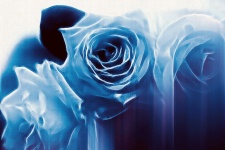 青いバラ2