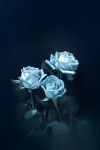3 rosas azules