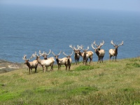 Touro Tule Elk