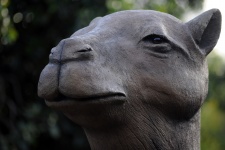 Camel głowy Rzeźba
