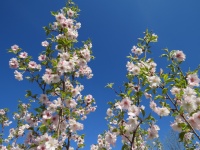 Arbol de flor de cereza