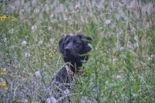 Dog, Labrador Retriever
