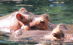 Los hipopótamos Chillin '
