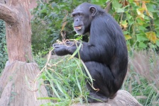 Cimpanzeu Munch Timpul