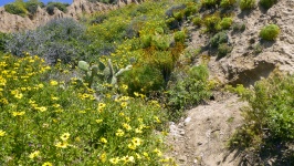 Cliff in Bloom