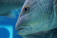 Close up of fish in aquarium