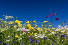Colorful wildflowers