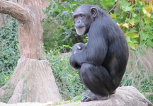 Cute Cimpanzeu