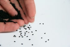 Black Cumin Seeds On Hand