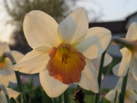 Narzissen-Frühlings-Blumen