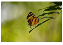 Zarte Schmetterling