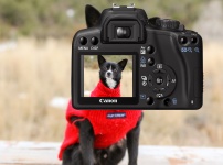 Pes na fotoaparát