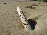 Drift dřevo na pláži