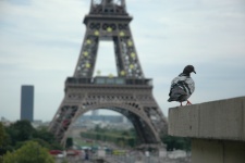 Torre Eiffel piccione