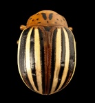 Falešný Potato Beetle Close Up