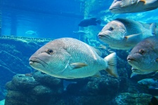 Fish in aquarium swimming by