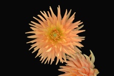 Flower Of Chrysanthemum