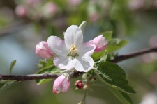 Flor de manzana