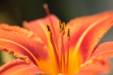 Daylily blomma