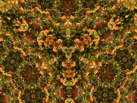 Floral kaleidoscope background