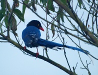 Formosan Magpie azul