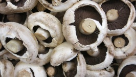 čerstvé houby