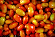 Los tomates frescos