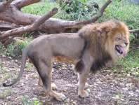Funny Face Lion