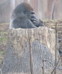 Gorilla Reflecting
