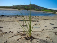 Grass al Beach