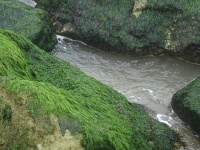 Скалы Зеленый Водоросли на океан