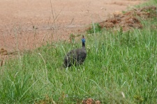 Guinea Fowl From Behind In Grass