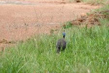 Guinea Fowl In Grass