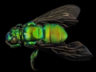 Guyana grön Bee
